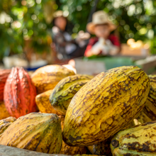 Cargar imagen en el visor de la galería, Pasta De Cacao Cocoatl 1 kg